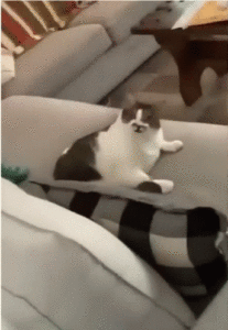 CAT LICK GIF